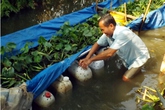 Lãi 10 triệu đồng nhờ nuôi lươn đồng trong can nhựa Lãi 10 triệu đồng nhờ nuôi lươn đồng trong can nhựa