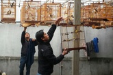 Thú chơi chim tao nhã của "dân chơi" cố đô Thú chơi chim tao nhã của "dân chơi" cố đô