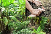 Rủ người tình vào vườn chuối "mây mưa", người đàn ông 52 tuổi bị đánh tử vong Rủ người tình vào vườn chuối "mây mưa", người đàn ông 52 tuổi bị đánh tử vong