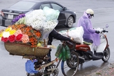Bánh mỳ hay hoa hồng Bánh mỳ hay hoa hồng