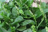 Chữa bệnh tế nhị nam giới bằng rau mồng tơi Chữa bệnh tế nhị nam giới bằng rau mồng tơi