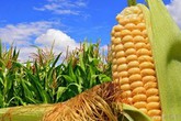 “Hành sự” giữa ruộng ngô, chồng bị vợ chém bất tỉnh “Hành sự” giữa ruộng ngô, chồng bị vợ chém bất tỉnh