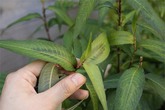 Rau răm, đậu nành có phải là "khắc tinh" của nam giới? Rau răm, đậu nành có phải là "khắc tinh" của nam giới?