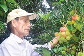 75 tuổi, cụ ông vẫn tự tay chăm bón vườn cây trái cho thu hoạch 300 triệu/năm 75 tuổi, cụ ông vẫn tự tay chăm bón vườn cây trái cho thu hoạch 300 triệu/năm
