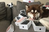 Thiếu gia giàu nhất Trung Quốc mua 8 chiếc iPhone 7… cho chó Thiếu gia giàu nhất Trung Quốc mua 8 chiếc iPhone 7… cho chó