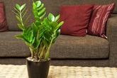 Trồng cây này trong phòng khách tiền sẽ ùn ùn kéo vào nhà, gia đình luôn khỏe mạnh Trồng cây này trong phòng khách tiền sẽ ùn ùn kéo vào nhà, gia đình luôn khỏe mạnh