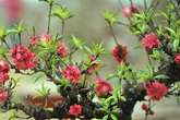 Dùng điều hòa… ủ đào chờ bung dịp Tết Dùng điều hòa… ủ đào chờ bung dịp Tết