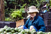 Nhiều gia đình thành tỷ phú nhờ cam sành Hàm Yên Nhiều gia đình thành tỷ phú nhờ cam sành Hàm Yên