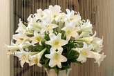 6 loại hoa đẹp xuất sắc nhưng chứa chất kịch độc gây chết người 6 loại hoa đẹp xuất sắc nhưng chứa chất kịch độc gây chết người