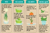 10 loại rau củ trồng từ gốc bỏ đi, lớn nhanh vùn vụt, ăn cả năm chả hết 10 loại rau củ trồng từ gốc bỏ đi, lớn nhanh vùn vụt, ăn cả năm chả hết