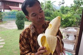 Chuối khổng lồ quả to như bắp chân, chỉ cần ăn 1 quả là no cả ngày Chuối khổng lồ quả to như bắp chân, chỉ cần ăn 1 quả là no cả ngày