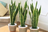 Top 9 cây cảnh lọc không khí nên trồng trong nhà Top 9 cây cảnh lọc không khí nên trồng trong nhà