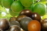 Cách chữa ho hữu hiệu, đơn giản từ quả la hán Cách chữa ho hữu hiệu, đơn giản từ quả la hán