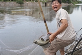 Người dân cất vó bắt cá sông Tô Lịch sau bão Người dân cất vó bắt cá sông Tô Lịch sau bão
