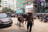 Hài hước cảnh nuôi trâu, dắt trâu đi dạo ngay giữa Thủ đô Hài hước cảnh nuôi trâu, dắt trâu đi dạo ngay giữa Thủ đô