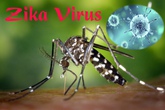 Người phụ nữ Hàn Quốc nhiễm virus Zika từ Việt Nam từng sống ở đâu tại nước ta? Người phụ nữ Hàn Quốc nhiễm virus Zika từ Việt Nam từng sống ở đâu tại nước ta?
