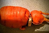 Vô tình làm rơi chiếc nhẫn cưới bằng vàng, 3 năm sau điều kì diệu đã xảy đến với ông lão Vô tình làm rơi chiếc nhẫn cưới bằng vàng, 3 năm sau điều kì diệu đã xảy đến với ông lão