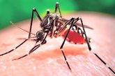Người đàn ông Đài Loan nhiễm Zika sau khi dự đám cưới con trai tại Việt Nam Người đàn ông Đài Loan nhiễm Zika sau khi dự đám cưới con trai tại Việt Nam