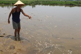 Đà Nẵng: Người dân lo lắng vì cá và lúa chết trắng đồng chưa rõ nguyên nhân Đà Nẵng: Người dân lo lắng vì cá và lúa chết trắng đồng chưa rõ nguyên nhân