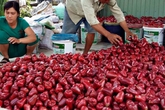 Tuyển mận đẹp xuất sang Trung Quốc với giá “khủng” Tuyển mận đẹp xuất sang Trung Quốc với giá “khủng”