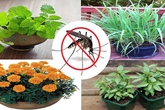 Trồng 6 loại cây trong nhà đảm bảo lũ muỗi không dám "bén mảng" đén cửa Trồng 6 loại cây trong nhà đảm bảo lũ muỗi không dám "bén mảng" đén cửa