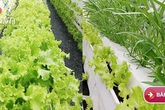 Mô hình trồng rau sạch thổ canh từ sáng chế độc đáo của chàng trai 8X ở Sài thành Mô hình trồng rau sạch thổ canh từ sáng chế độc đáo của chàng trai 8X ở Sài thành