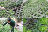 Hà Nội: Mãn nhãn vườn rau sạch dài gần 2km trồng trong hốc xi măng Hà Nội: Mãn nhãn vườn rau sạch dài gần 2km trồng trong hốc xi măng