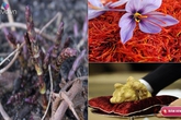 "Ném" trăm triệu cũng chỉ đủ "hít mùi" những loại rau củ đắt đỏ này "Ném" trăm triệu cũng chỉ đủ "hít mùi" những loại rau củ đắt đỏ này