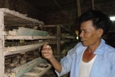 Chỉ với 300m2, lão nông nuôi chim cút lãi ròng 1 triệu đồng/ngày Chỉ với 300m2, lão nông nuôi chim cút lãi ròng 1 triệu đồng/ngày