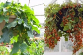 Nhà chật đến đâu cũng trồng được những loại rau quả "dễ tính" này Nhà chật đến đâu cũng trồng được những loại rau quả "dễ tính" này