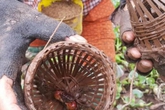 "Bí kíp" đặt lờ giúp thợ săn cáy có thu nhập chục triệu đồng/tháng "Bí kíp" đặt lờ giúp thợ săn cáy có thu nhập chục triệu đồng/tháng