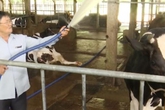 Thuê người chăm 65 con bò sữa, ông nông dân nhàn hạ thu tiền xây nhà, mua 5 chiếc ô tô Thuê người chăm 65 con bò sữa, ông nông dân nhàn hạ thu tiền xây nhà, mua 5 chiếc ô tô