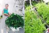 Học cách trồng rau muống lên tốt ngập như rau của vợ chồng Lý Hải - Minh Hà Học cách trồng rau muống lên tốt ngập như rau của vợ chồng Lý Hải - Minh Hà