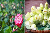 Bộ sưu tập hoa sen "khủng - lạ - hiếm" của tay chơi khét tiếng vịnh Bắc Bộ Bộ sưu tập hoa sen "khủng - lạ - hiếm" của tay chơi khét tiếng vịnh Bắc Bộ