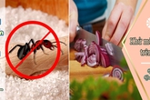 Chúng ta đang quá lãng phí hàng tá công dụng "thần kì" của muối mà không hay biết Chúng ta đang quá lãng phí hàng tá công dụng "thần kì" của muối mà không hay biết