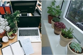 Giới trẻ rộ "mốt" trồng khoai lang, gieo hạt mầm làm cây cảnh trên bàn làm việc Giới trẻ rộ "mốt" trồng khoai lang, gieo hạt mầm làm cây cảnh trên bàn làm việc