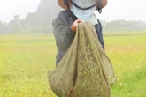 Kiếm tiền triệu mỗi ngày nhờ săn đặc sản "tôm bay" Kiếm tiền triệu mỗi ngày nhờ săn đặc sản "tôm bay"