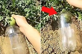 Ông lão nhét quả dưa hấu vào chai, tưởng kỳ lạ nhưng cuối cùng nhà nhà muốn làm theo Ông lão nhét quả dưa hấu vào chai, tưởng kỳ lạ nhưng cuối cùng nhà nhà muốn làm theo