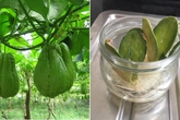 Tách hạt su su cho vào cốc rồi đem trồng, vài tháng sau có cả giàn sai trĩu Tách hạt su su cho vào cốc rồi đem trồng, vài tháng sau có cả giàn sai trĩu