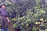 Ông nông dân thu ngót 1 tỷ/năm nhờ trồng cam Ông nông dân thu ngót 1 tỷ/năm nhờ trồng cam