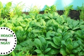 Chi tiết cách trồng rau cải lên "vùn vụt" ăn mỏi miệng suốt mùa đông Chi tiết cách trồng rau cải lên "vùn vụt" ăn mỏi miệng suốt mùa đông