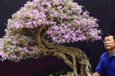 Lão nông Sài Gòn phù phép gốc "củi" thành cây cảnh nửa tỷ Lão nông Sài Gòn phù phép gốc "củi" thành cây cảnh nửa tỷ