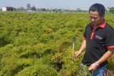Chàng kỹ sư trẻ thu gần 1 tỷ/năm nhờ trồng đinh lăng Chàng kỹ sư trẻ thu gần 1 tỷ/năm nhờ trồng đinh lăng