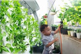 Ban công rau sạch chỉ 3.6m² đầy ắp kỷ niệm trồng rau dở khóc, dở cười của ông bố 9x Ban công rau sạch chỉ 3.6m² đầy ắp kỷ niệm trồng rau dở khóc, dở cười của ông bố 9x