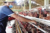 Nuôi gà đẻ, lãi 20 triệu đồng/tháng Nuôi gà đẻ, lãi 20 triệu đồng/tháng