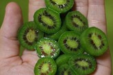 Soi trái kiwi bé như quả nho giá cả triệu đồng/kg, chị em tranh mua Soi trái kiwi bé như quả nho giá cả triệu đồng/kg, chị em tranh mua