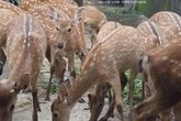 Bỏ nghề lái xe về nuôi hươu cho vui, ai ngờ kiếm cả trăm triệu mỗi năm Bỏ nghề lái xe về nuôi hươu cho vui, ai ngờ kiếm cả trăm triệu mỗi năm