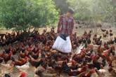 Nuôi gà leo cây, thu lãi hàng trăm triệu Nuôi gà leo cây, thu lãi hàng trăm triệu