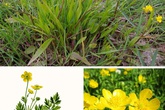 Đừng dại động vào những loài cây này vì chúng đẹp nhưng độc không tưởng Đừng dại động vào những loài cây này vì chúng đẹp nhưng độc không tưởng