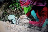 Bắt nghi phạm trộm 500 gốc sâm Ngọc Linh Bắt nghi phạm trộm 500 gốc sâm Ngọc Linh